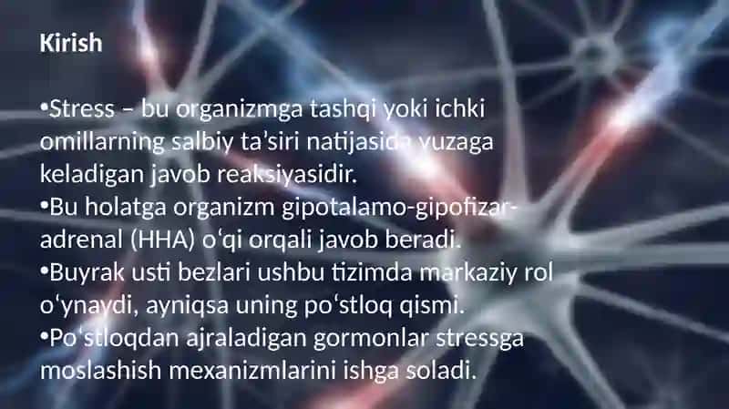 Stress holatida buyrak bezlari po'stloq'i 2