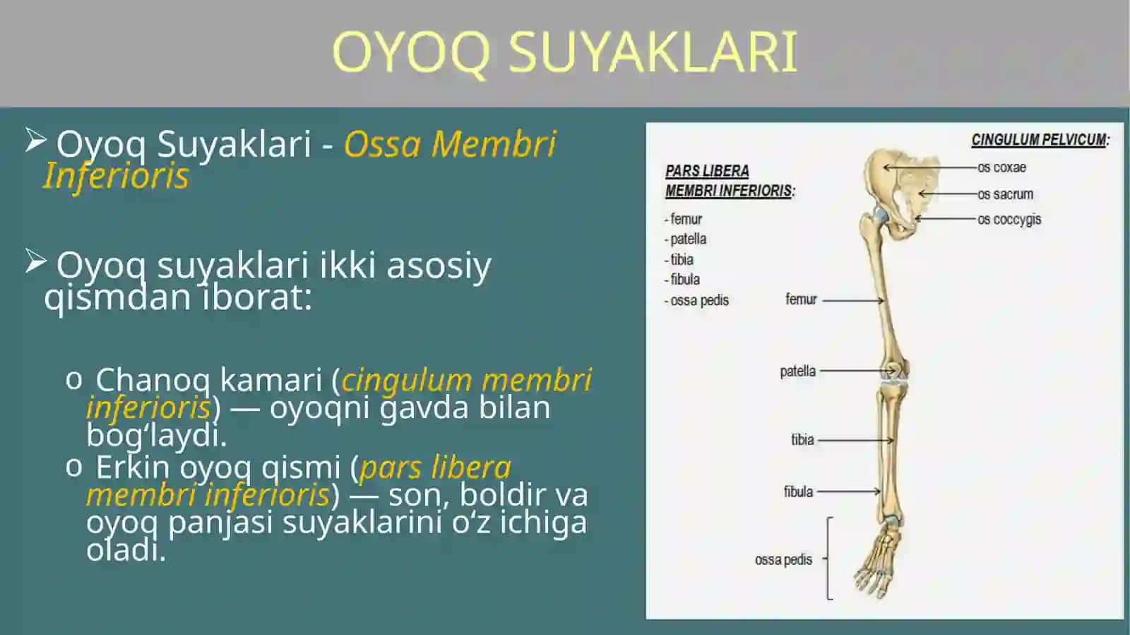 Oyoq Suyaklari -Ossa Membri Inferioris 2