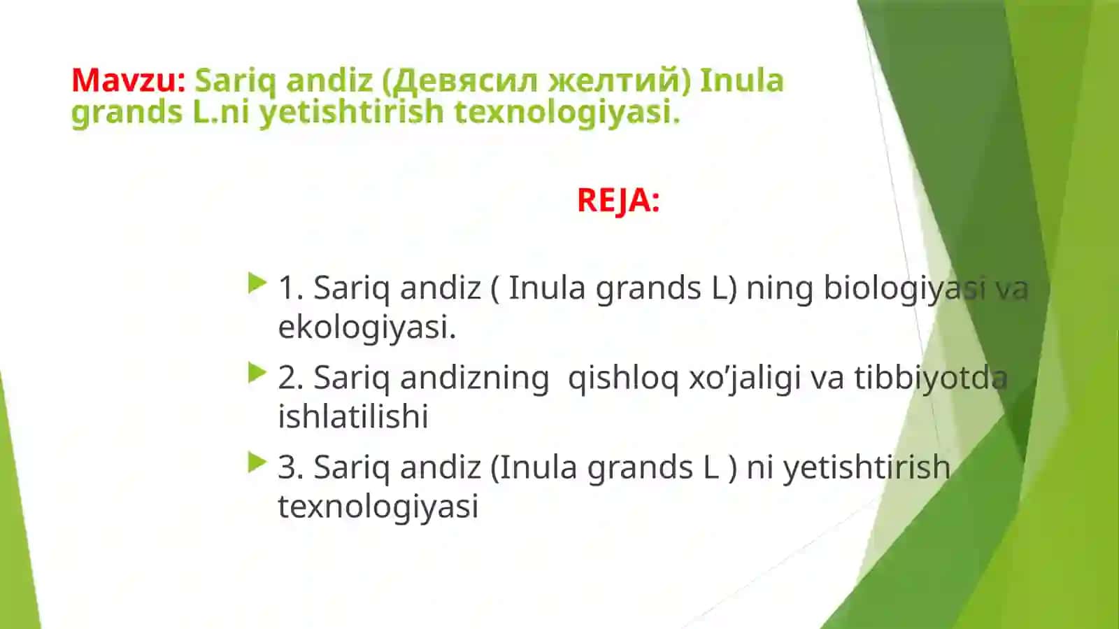 Sarıqandiz (Девясил желтый) Inulagrands L ni yetishtirish texnologiyasi 2