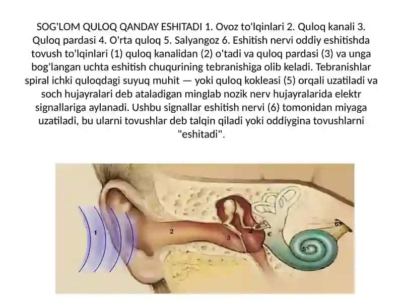KoxlearIMPLANT 2