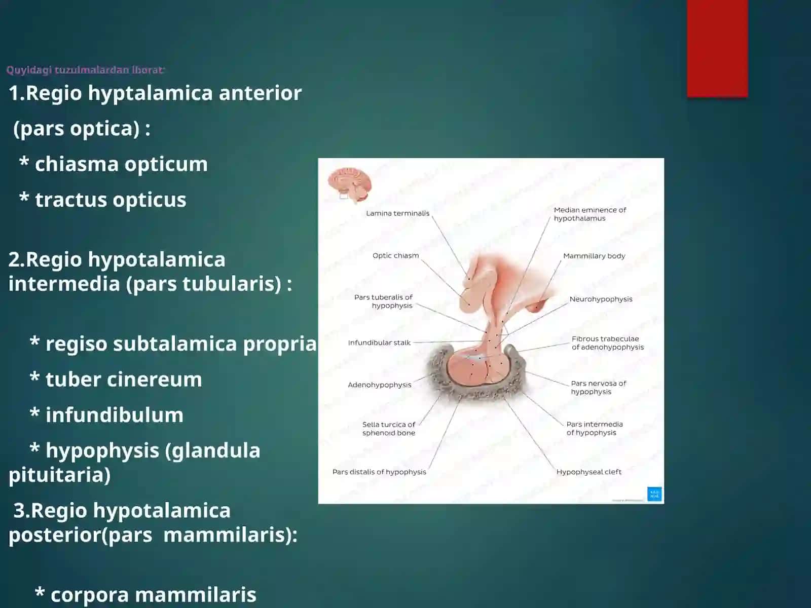 Hypothalamus 2