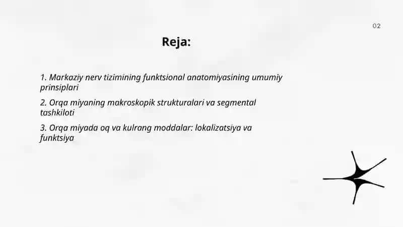 Markaziy nerv tizimining funktsional anatomiyasi 2