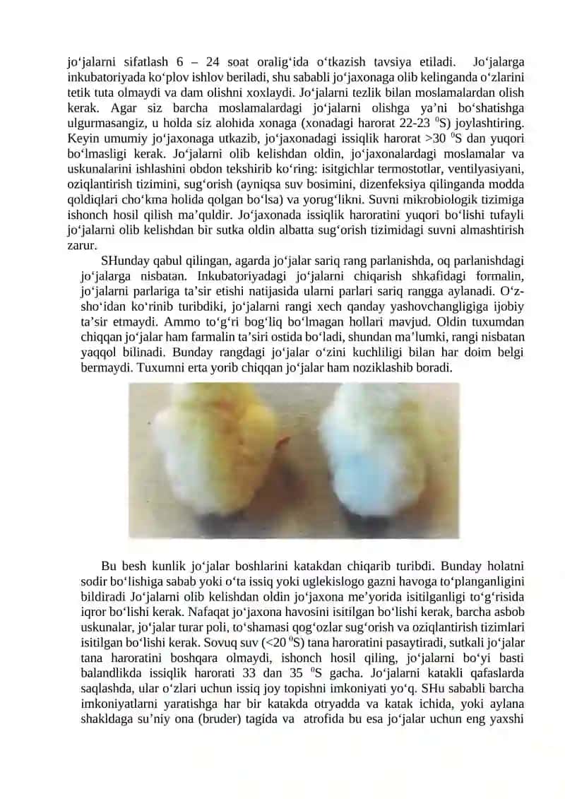 Qishloq xo’jalik parrandalar jo’jalarni sifatlash va baholash 2