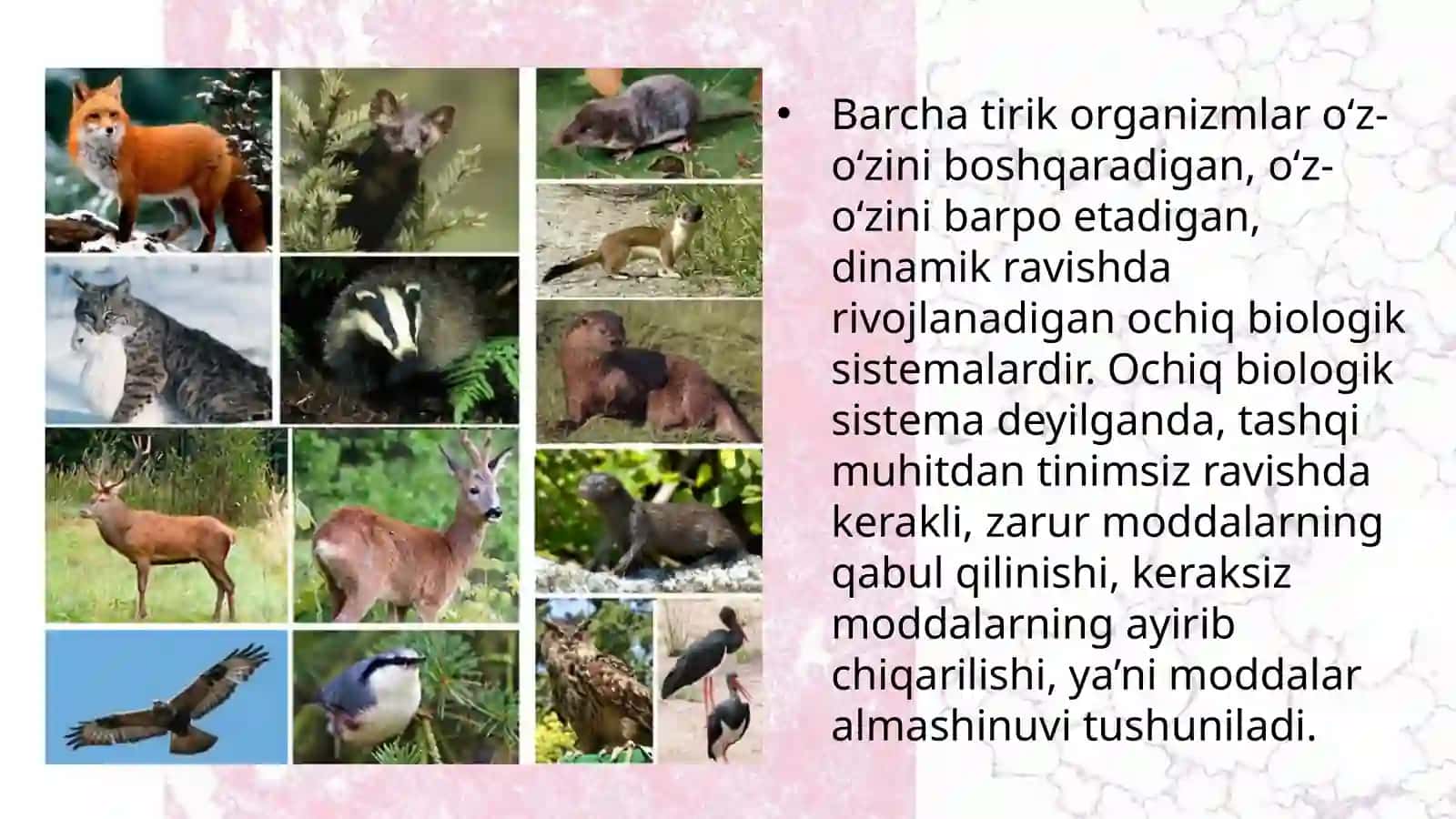 11-sinf Biologiyadan dars ishlanma. Hayvonlarning qon aylanish organlari evolutsiyasi 2