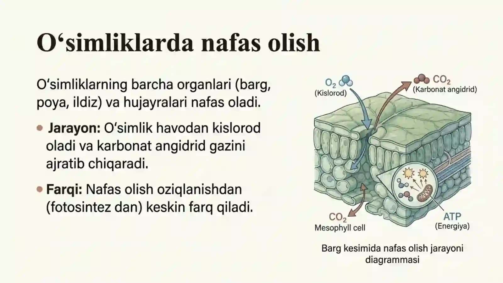 O'simliklarning nafas olishi va moddalar almashinuvi 2