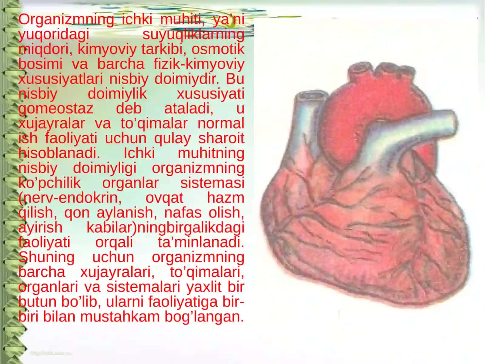 Yurak–qon tomir nafas sistemasining yosh xususiyati va gigienasi 2