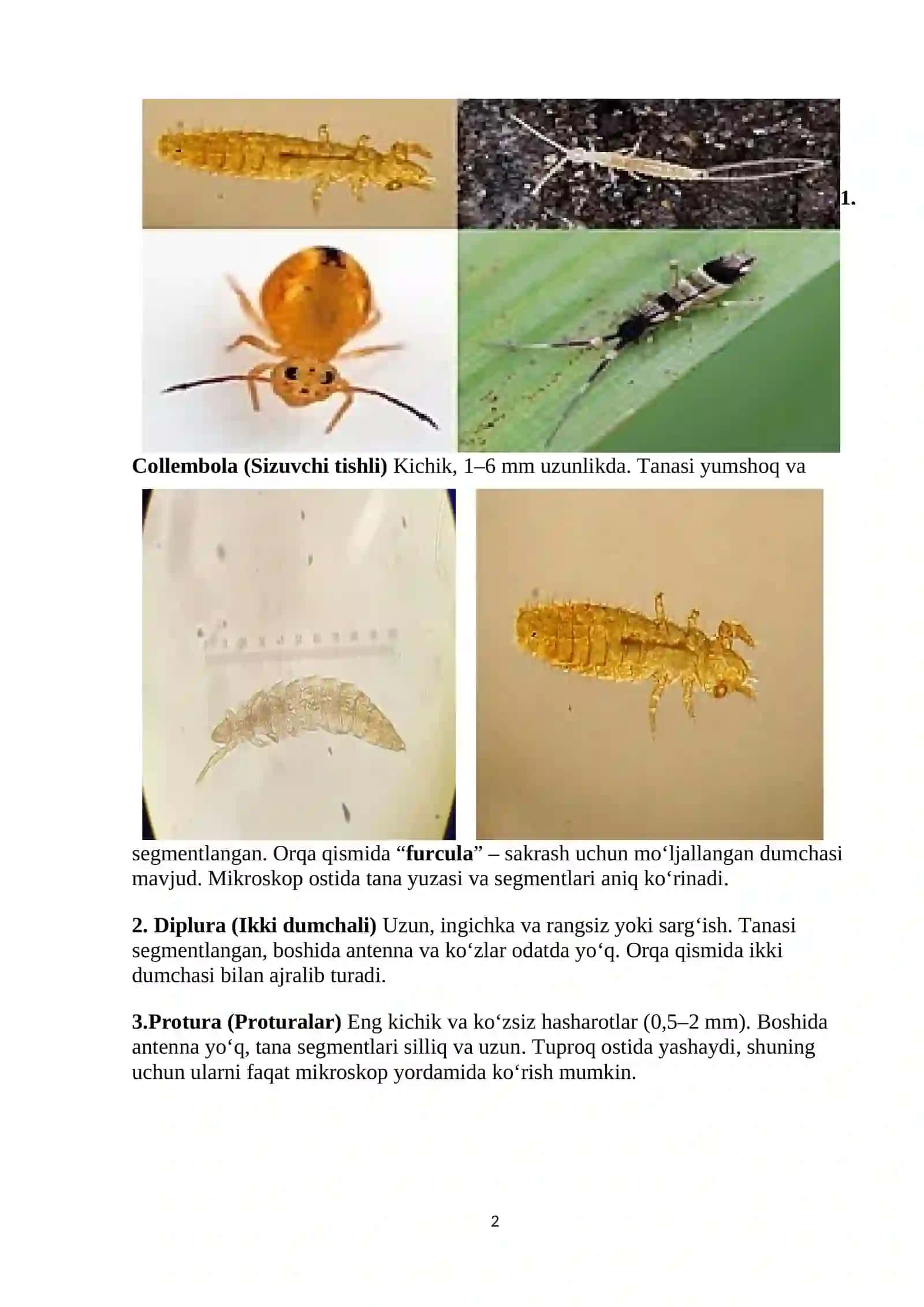 ENTOGANATLAR VA TIZANURLAR TURKUMI 2