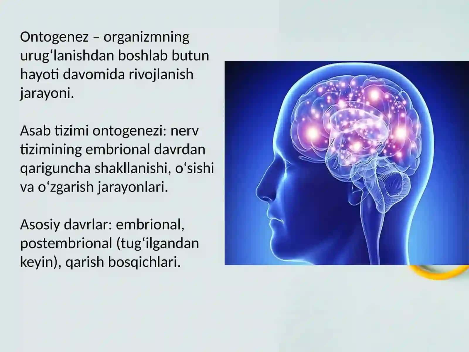 Asab tizimi ontogenezi 2