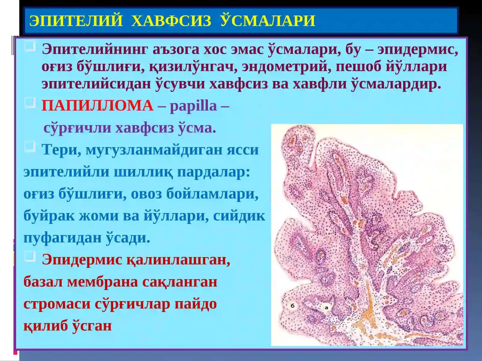 ЭПИТЕЛИЙ ХАВФСИЗЎСМАЛАРИ 2