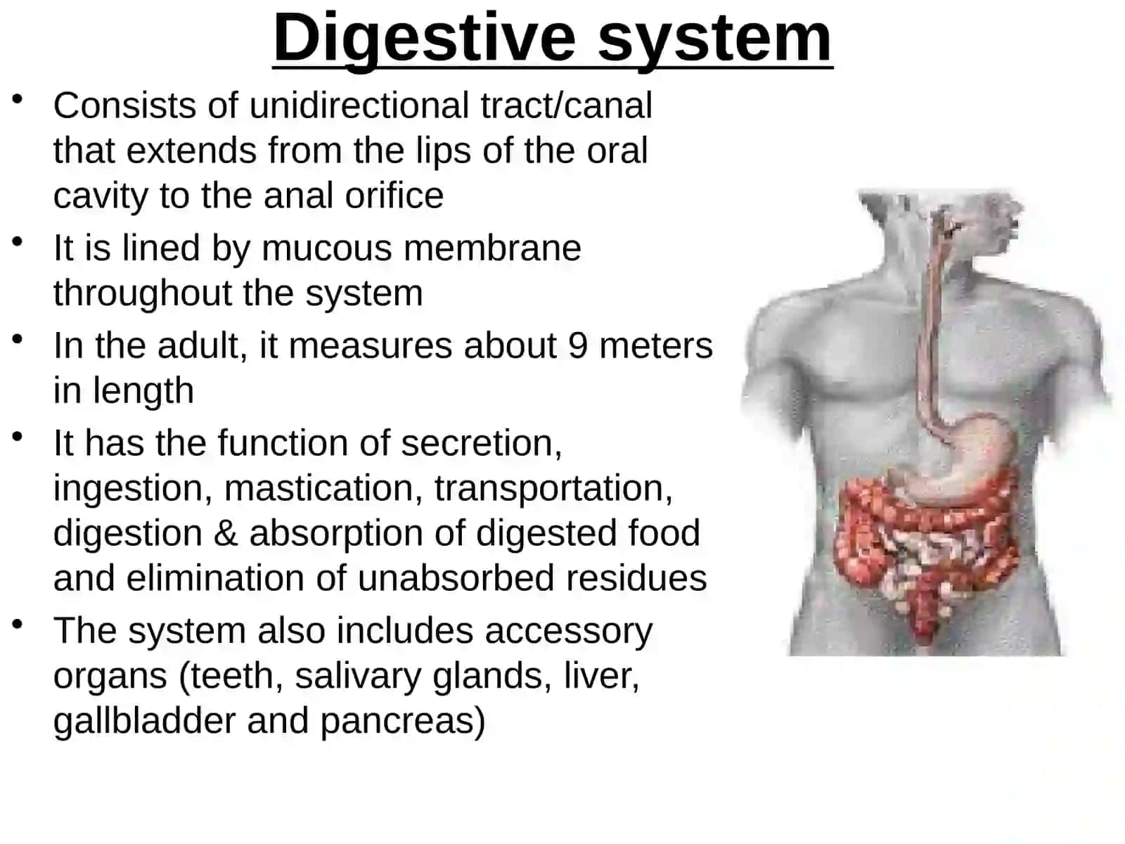 Digestive system(Alimentarysystem) 2