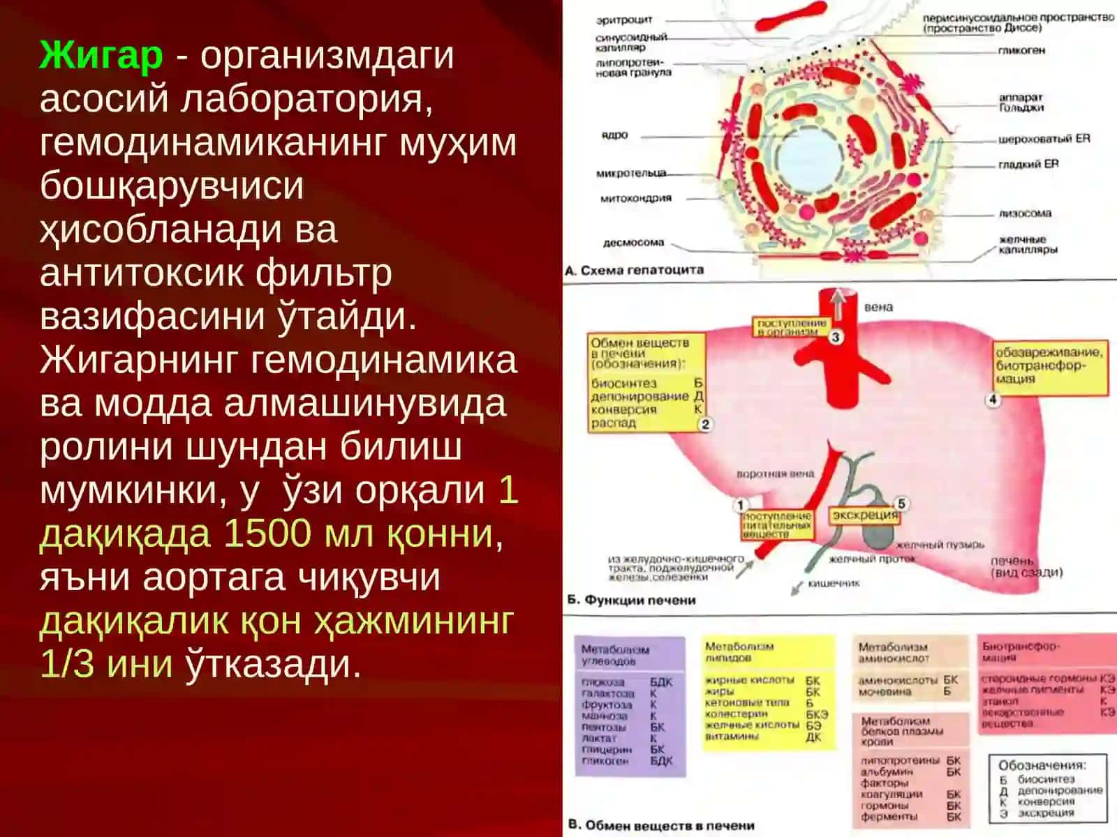 ЖИГАР, БИЛИАР ТИЗИМ ва ОШҚОЗОН ОСТИ БЕЗИ ЖАРРОҲЛИК АНАТОМИЯСИ 2