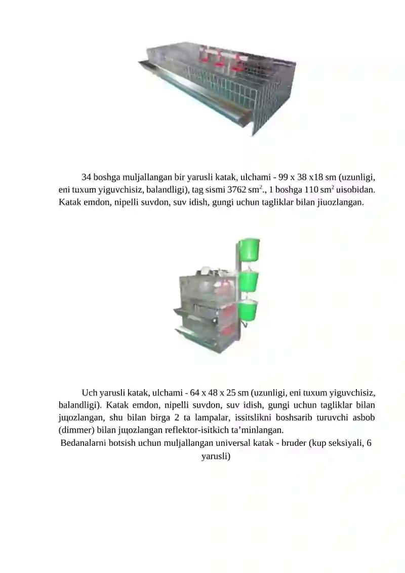 Bedana va kaptarlarni jo’jalarini o’stirish va parvarishlash usullari 2