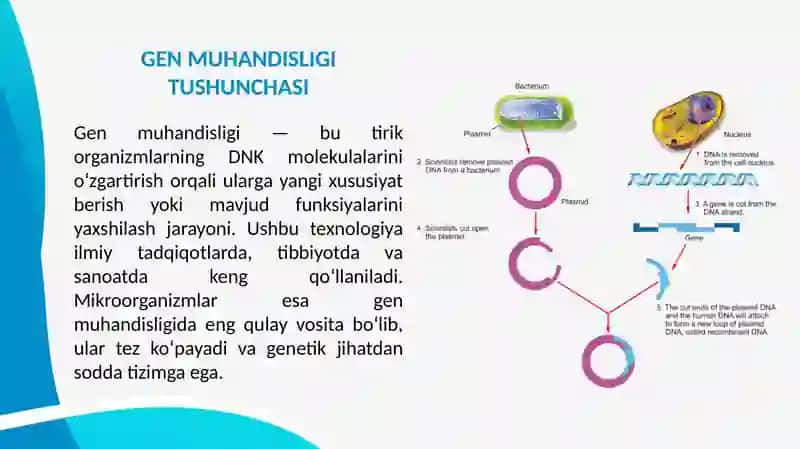ANTIBIOTIKLAR ISHLAB CHIQARISHDA MIKROORGANIZMLARNI ROLI 2