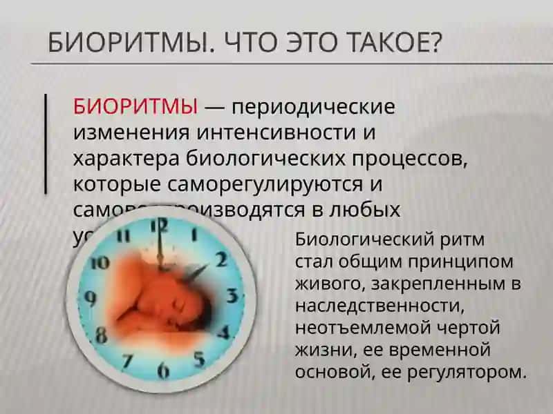 Биоритмы человека 2