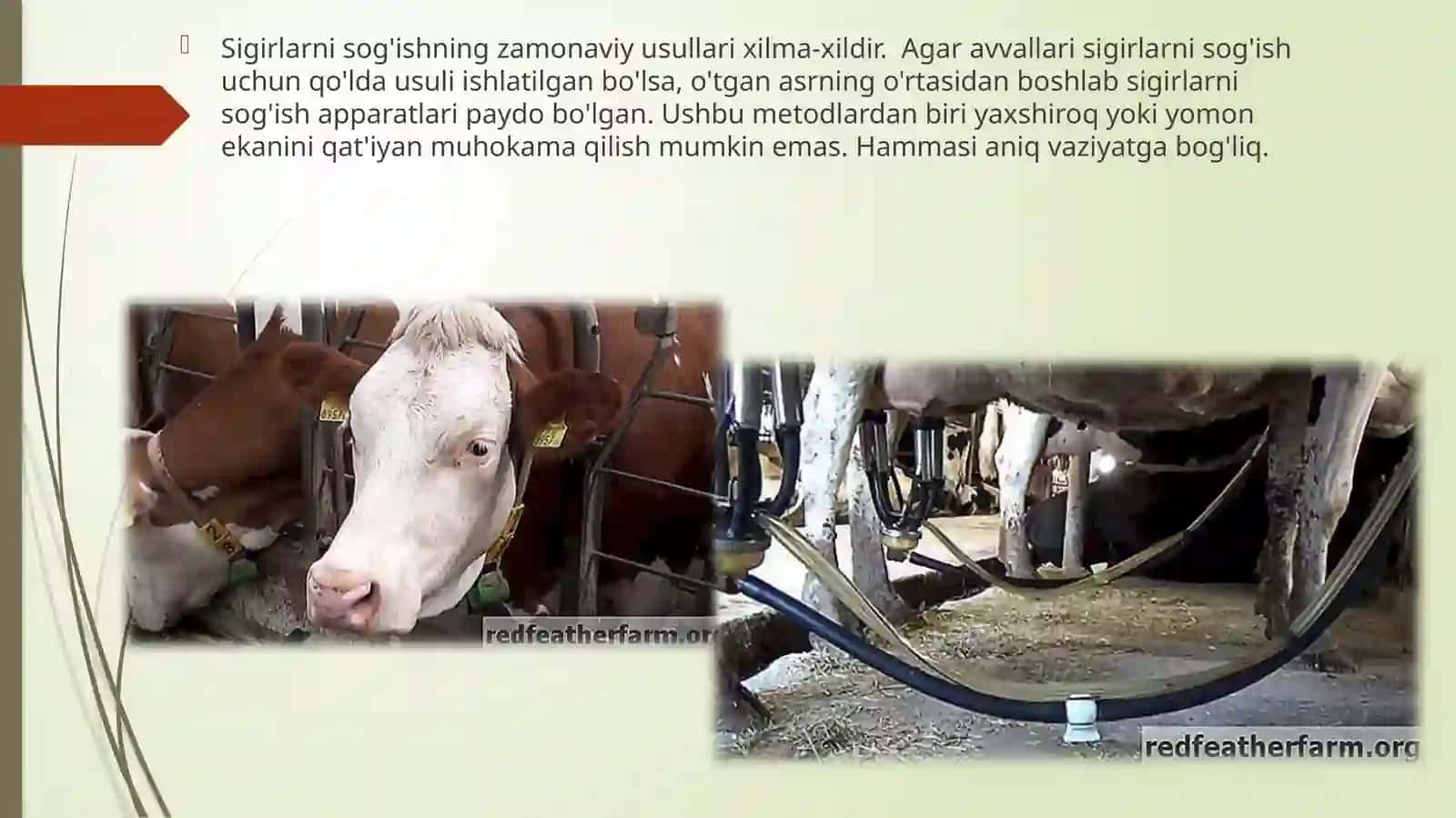 Sigirlarni sog'ish usullari va texnologiyalari 2