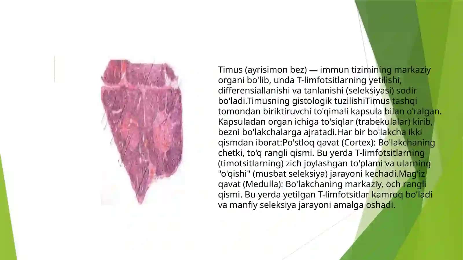timusdagi T-limfotsitlarning yetilish jarayoni (antigen gabog’liq bo’lmagan immunogenez) 2