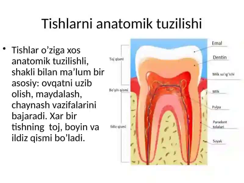 tishlarni anatomik tuzilishi 2