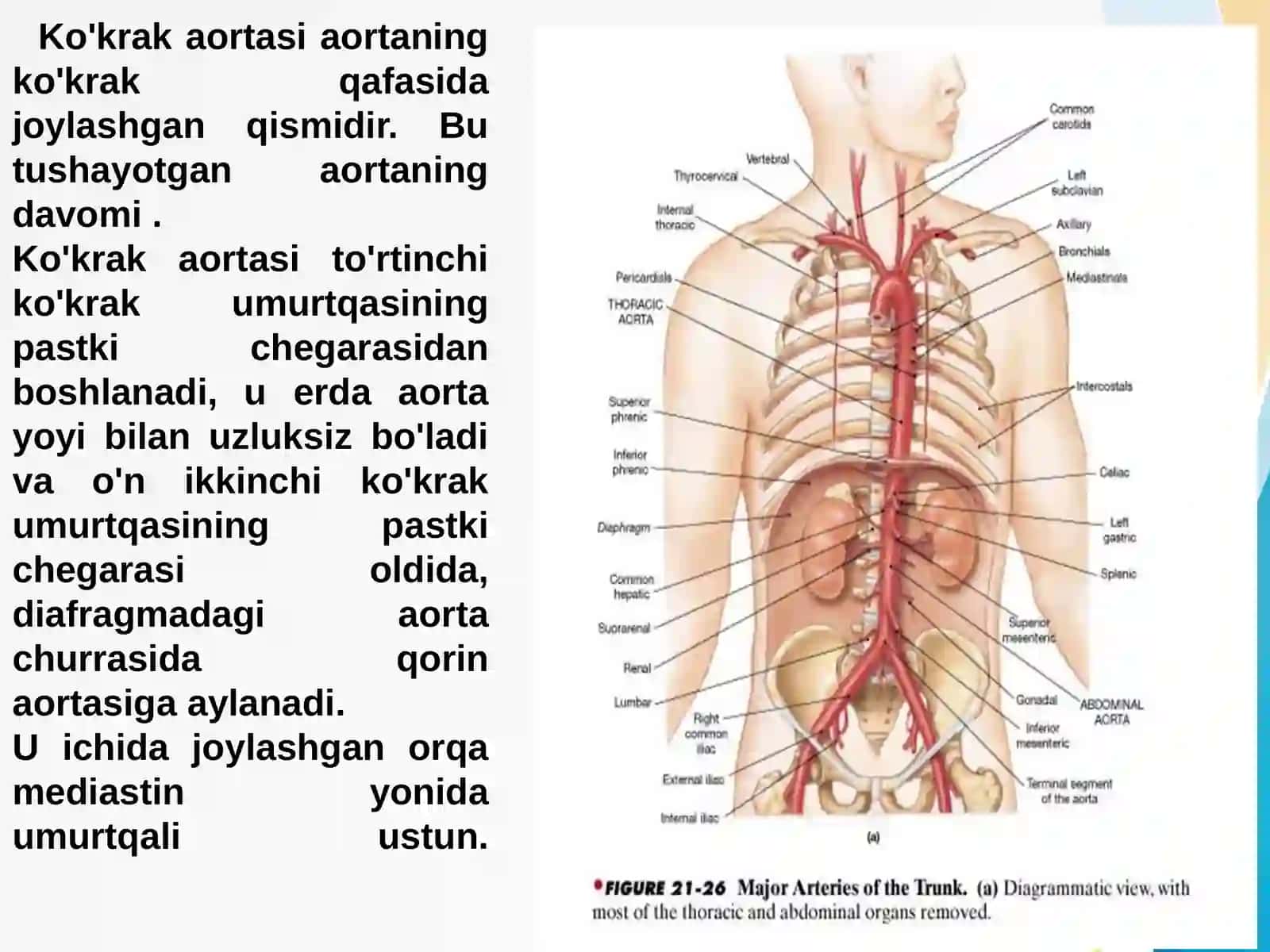Mo’ydinova Ozodaxonning anatomiya fanidan tayyorlagan taqdimoti 2