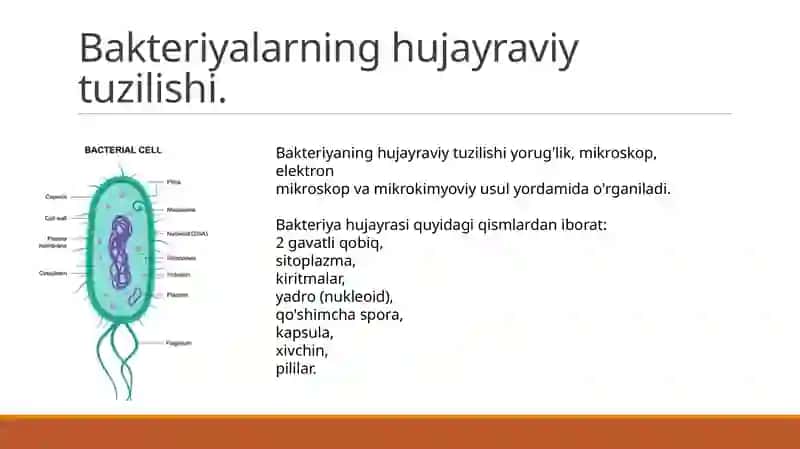 Mikroorganizmlar sturkturasi va murakkab boʻyash usullari 2