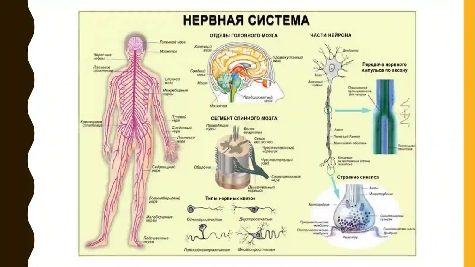 Высшая нервная деятельность и ее возрастные особенности 2
