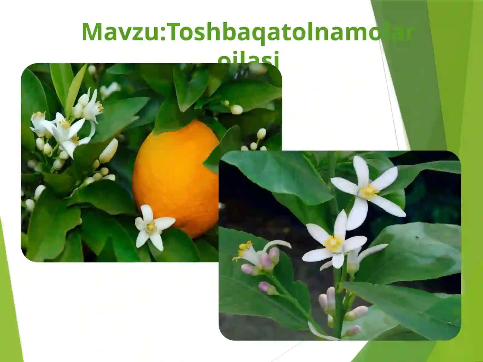 Toshbaqatolnamolaroilasi 2