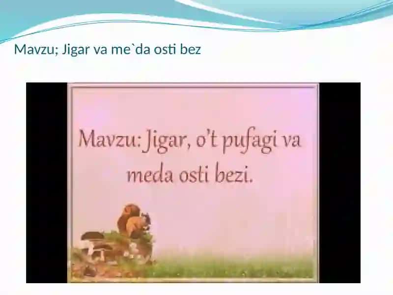 Jigar vame'da osti bezi anatomiya 2