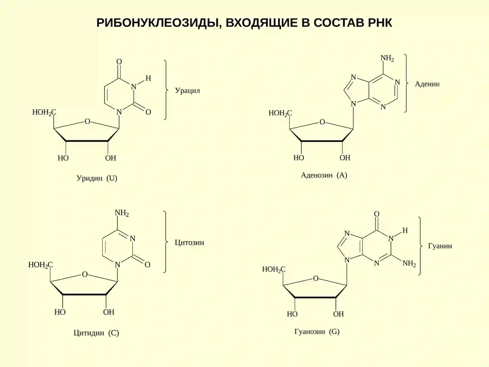 Строение и свойства РНК 2