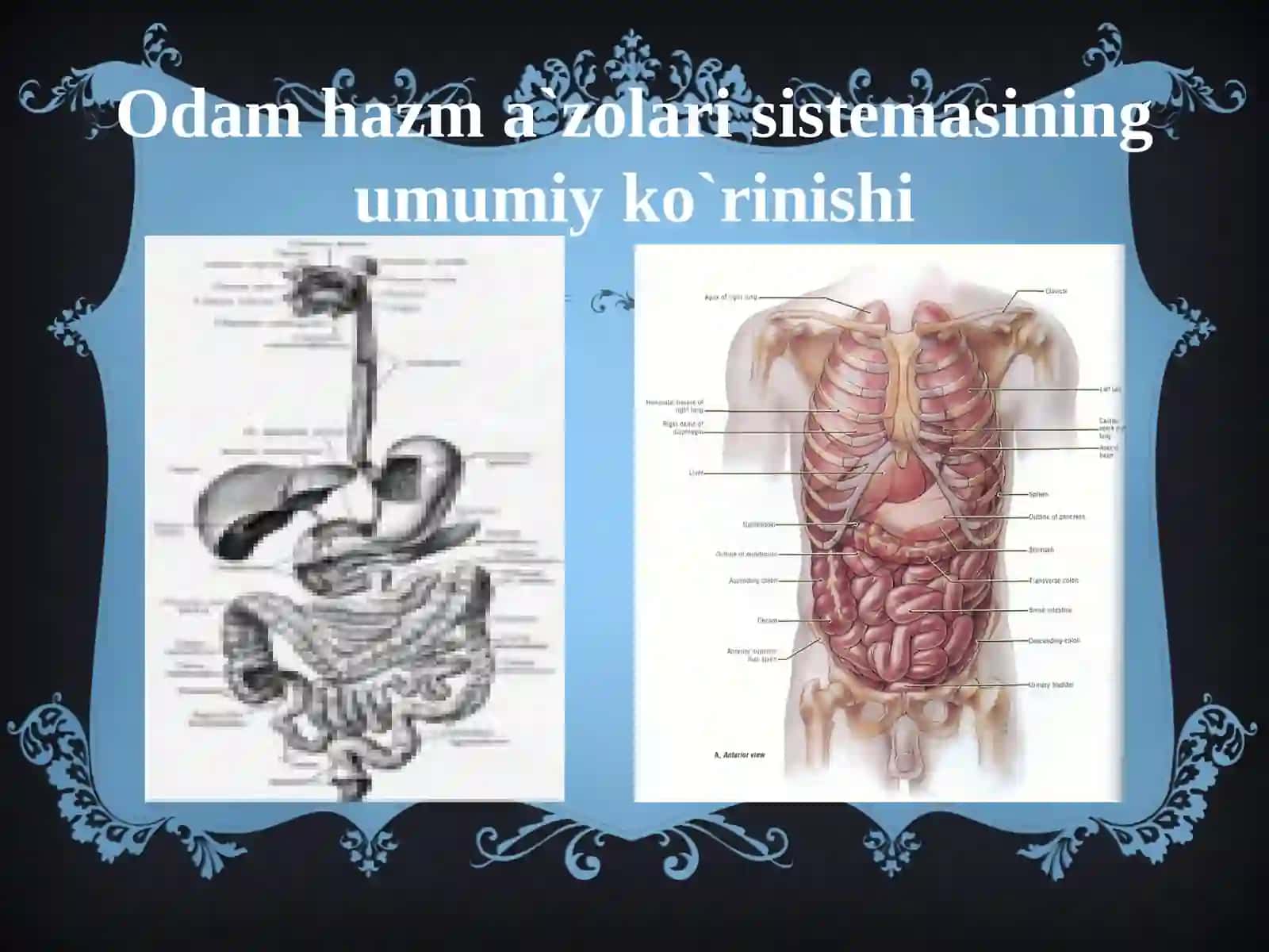 ovqat hazm qilish organlari 2