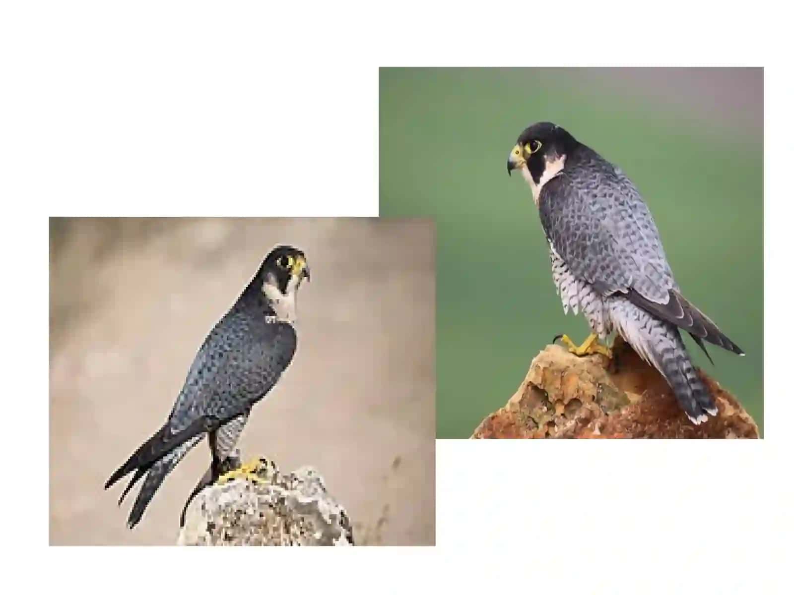 Falco peregrinus 2