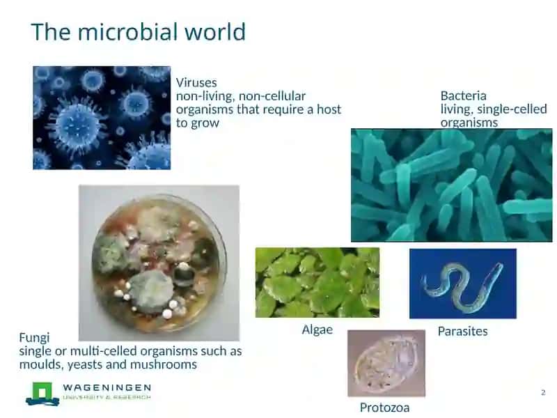 Microbial contaminants 2