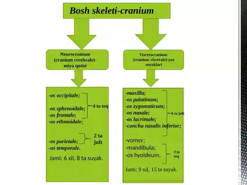 KALLA SUYAKLARI(1-QISM)OS OCCIPITALE,OSFRONTALE,OSETHMOIDALE,OS PARIETALE 2