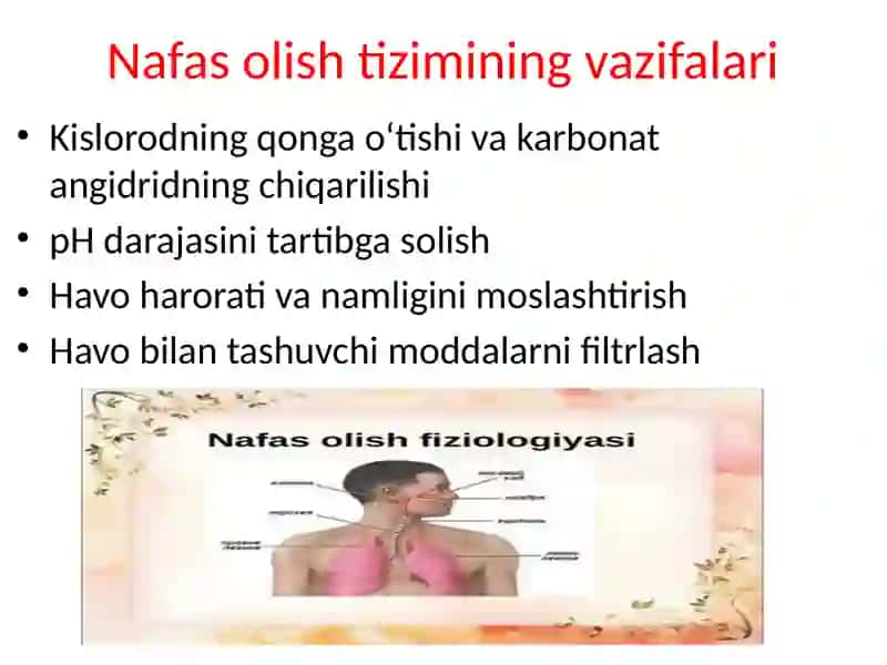 Nafasolish sistemasini embrional rivojlanishi va anatomiyasi 2