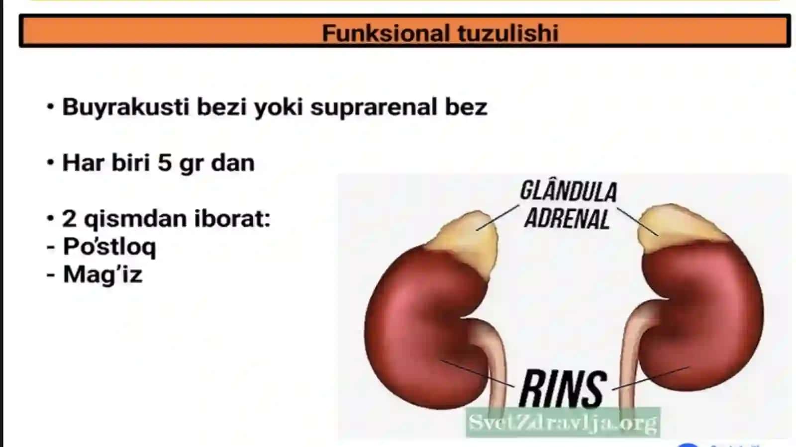 BUYRAK USTI BEZI FIZIOLOGIYASI 2