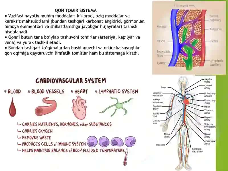 SIRKULATOR SISTEMA VA ORGANLAR SISTEMASI 2