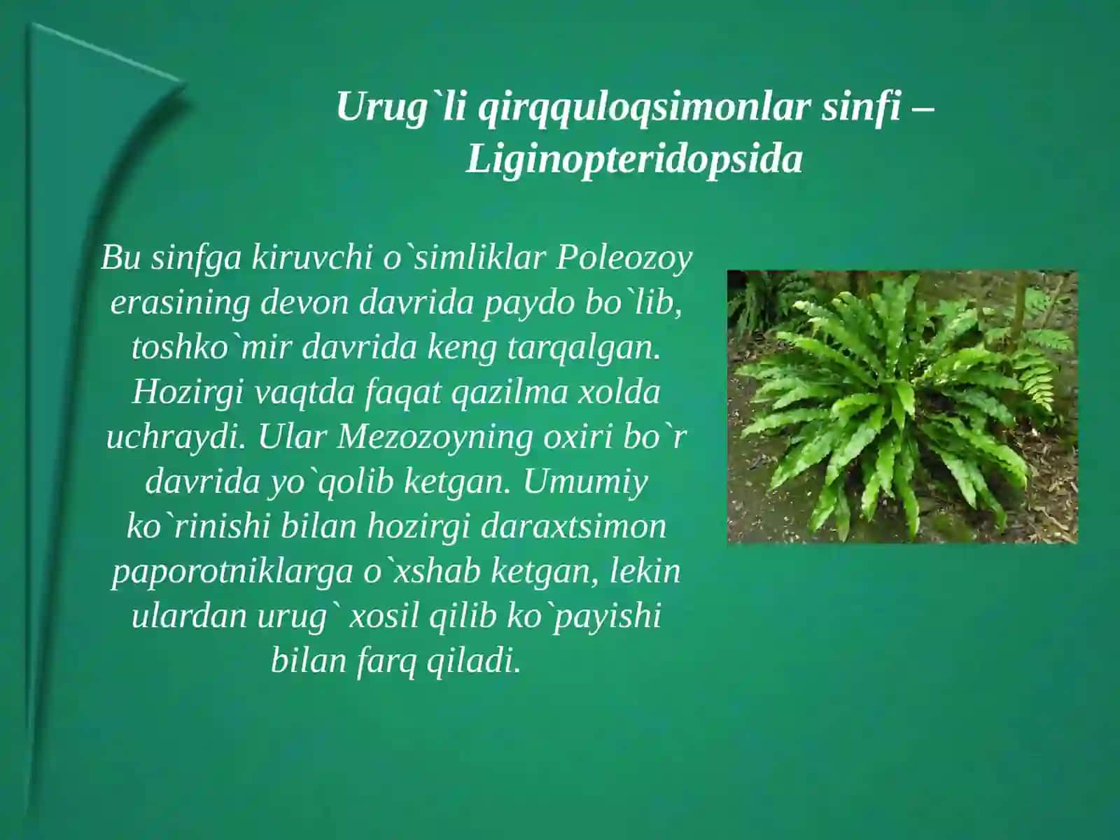 Qarag`aytoifa(ochiqurug`li) (PinophtaGymnospermae) 2