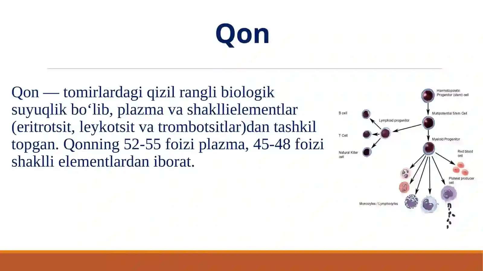 Bolalarda qon va qon yaratuvchi a'zolar anatomo-fiziologik hususiyatlari 2