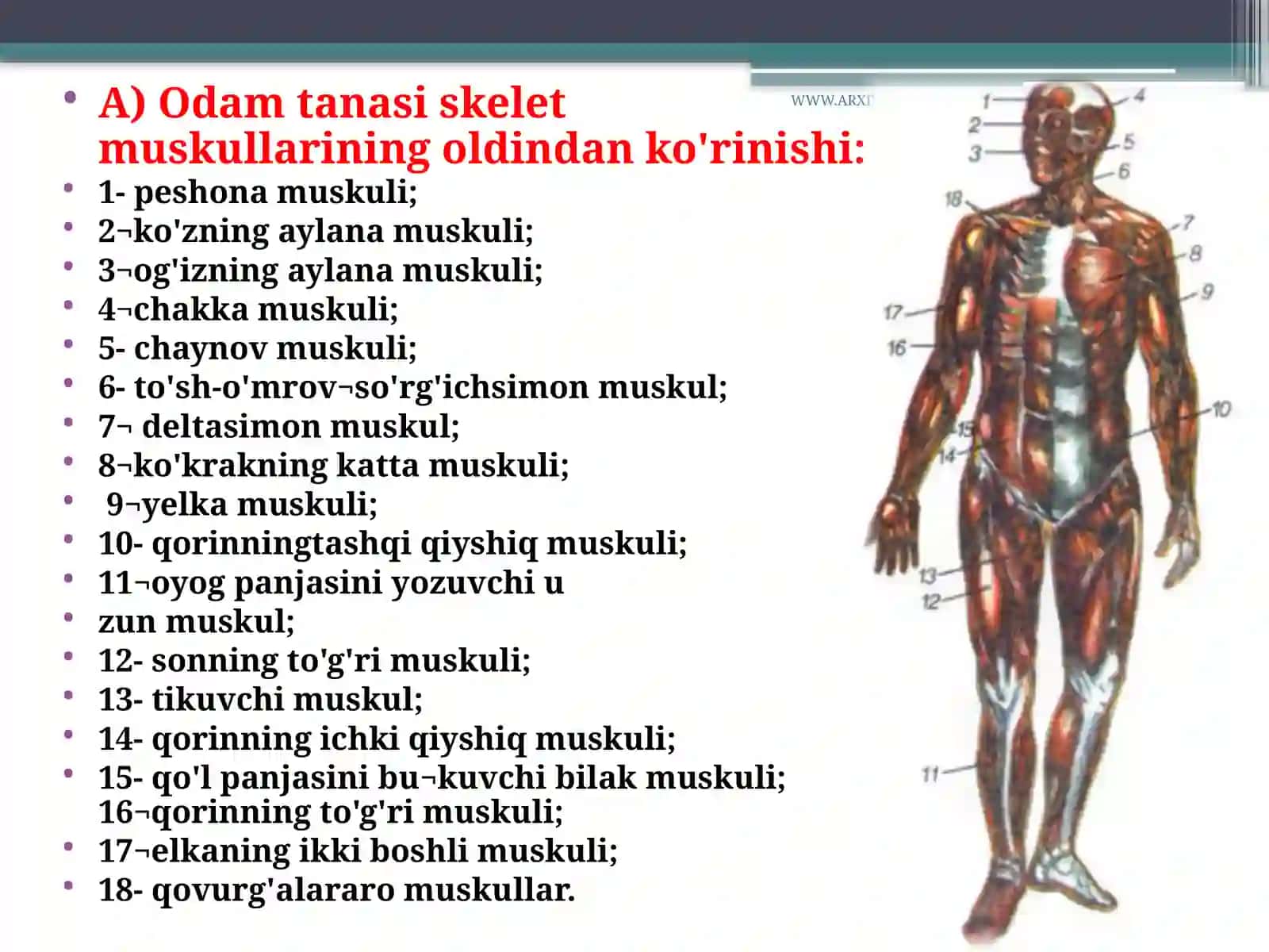 Muskullar va ularning funksiyasi 2