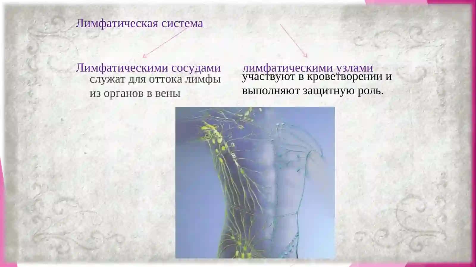 ЛИМФА РЕТИКУЛЯНЫЙ СИСТЕМА 2