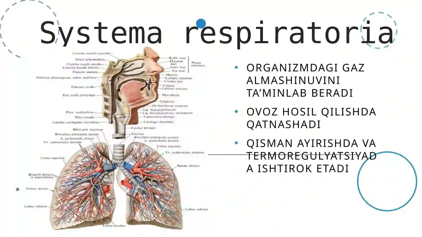 Systema respiratoria 2