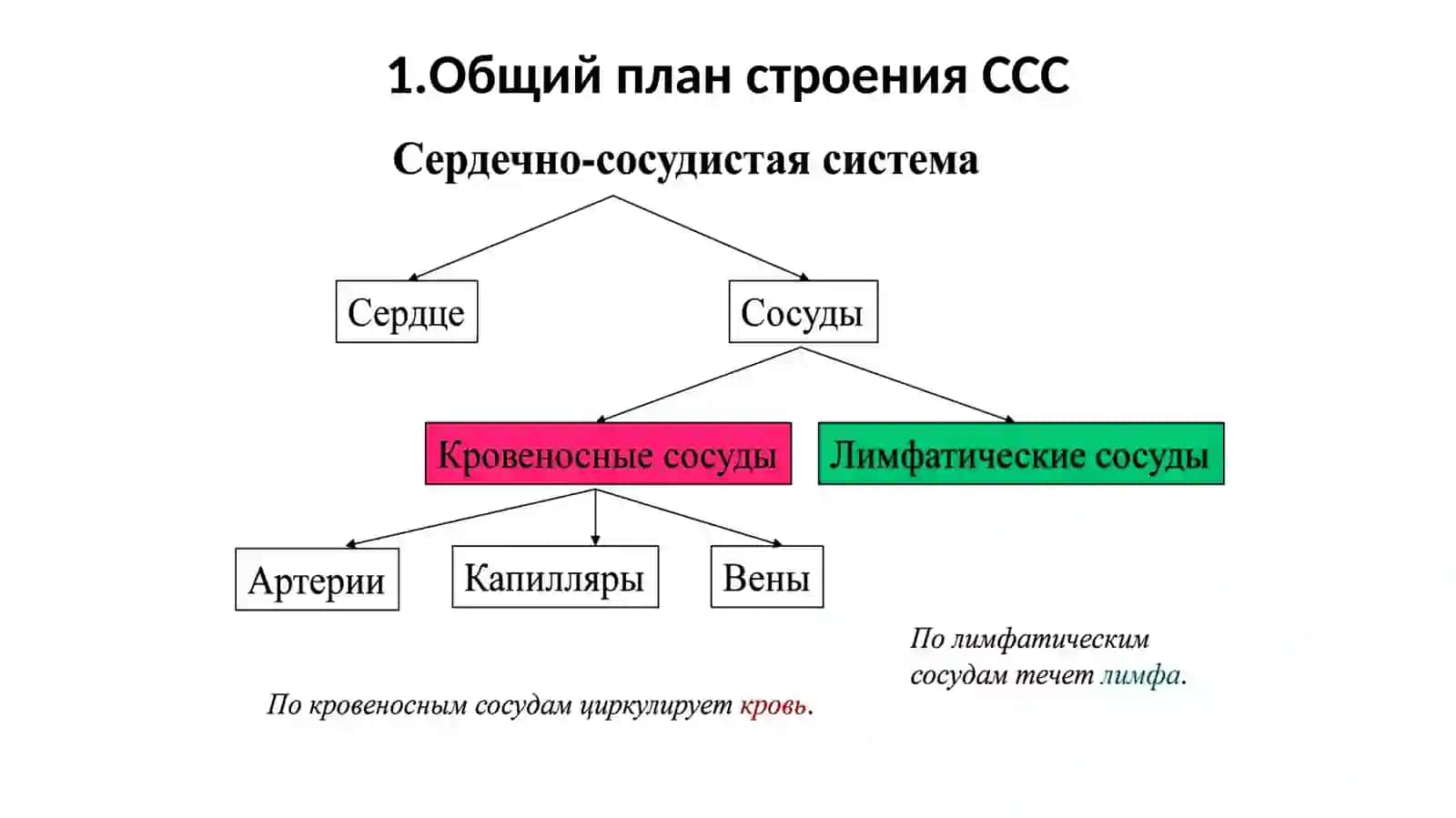Функциональная анатомия сердечнососудистой системы 2
