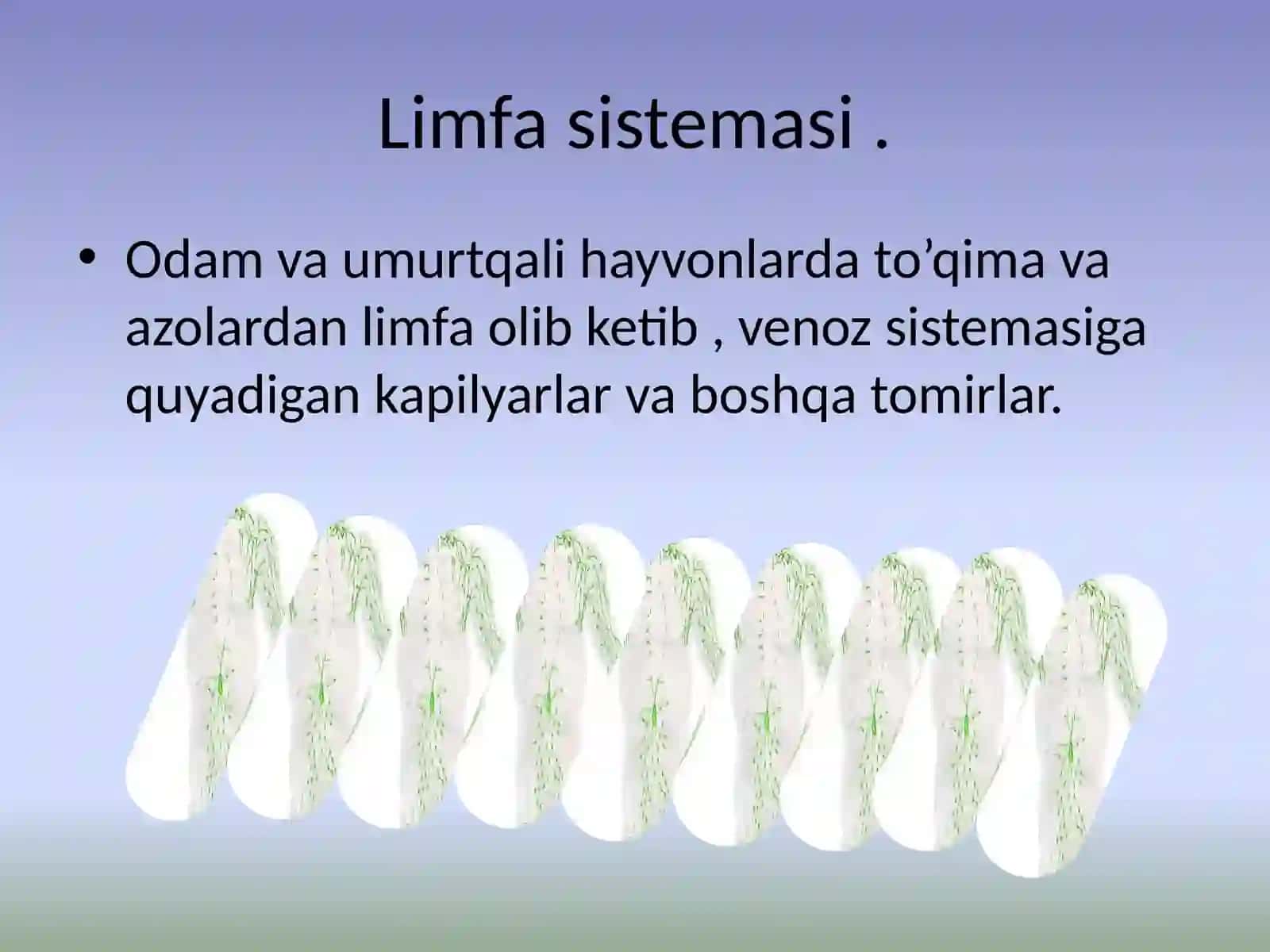 Limfa tugunlarining Anatomo fiziologik tuzulishi 2