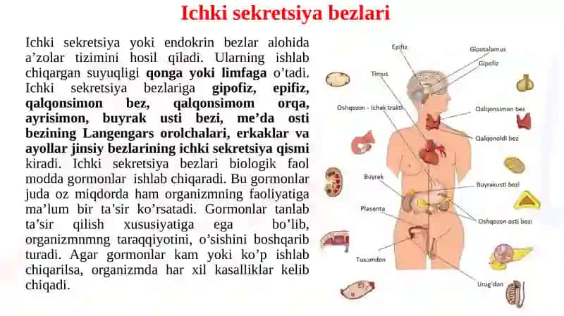 Ichki sekretsiya bezlarining tuzilishi va yoshga oid xususiyatlari 2