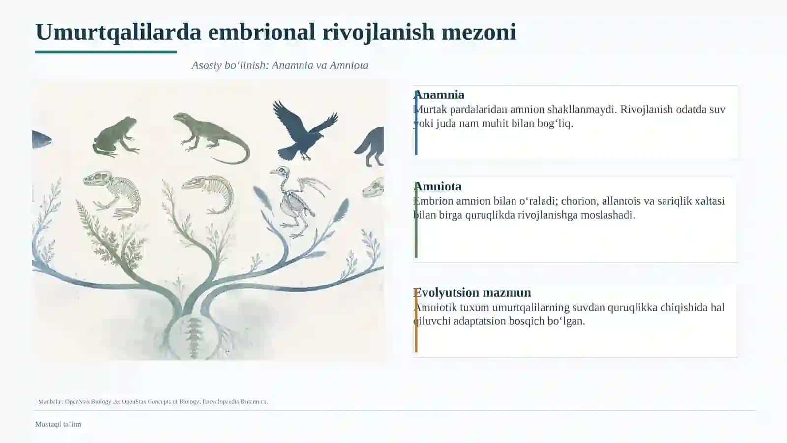 Umurtqalilarda embrional rivojlanish mezoni 2