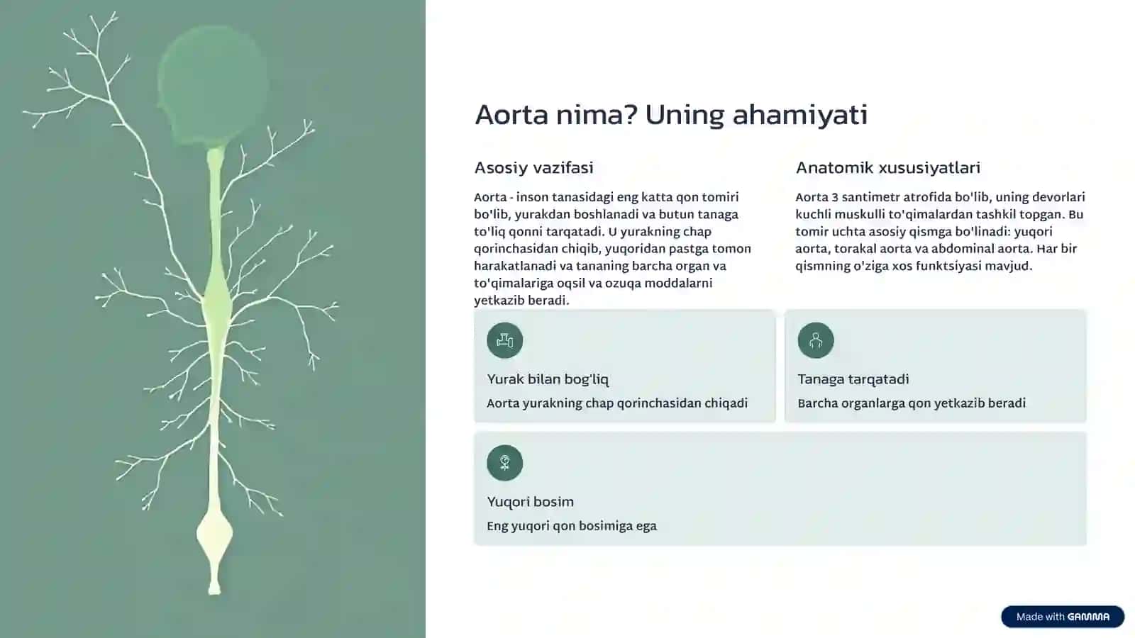 Aorta anevrizmasi: Tushuncha, xavf omillari va davolash 2