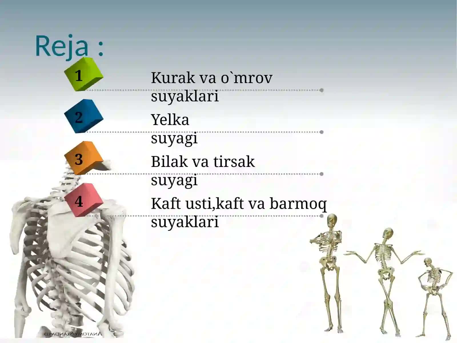 QO'L SUYAKLARI ANATOMIYASI 2