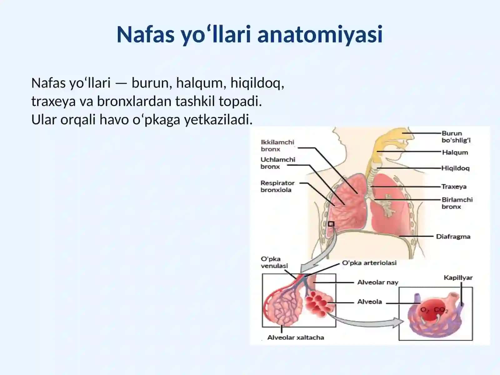 MT24 —Nafasyo‘llariningo‘tkirvasurunkalikasalliklari 2