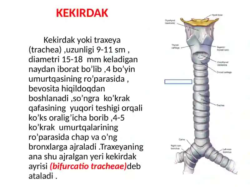Kekirdak . O’pka: funksional va topografik anatomiyasi. Bronxlar. Plevra: sinuslari, chegaralari. Ko’ks oralig’i. Qalqonsimon va qalqonsimon orqa bezlar. Ayrisimon bez. 2