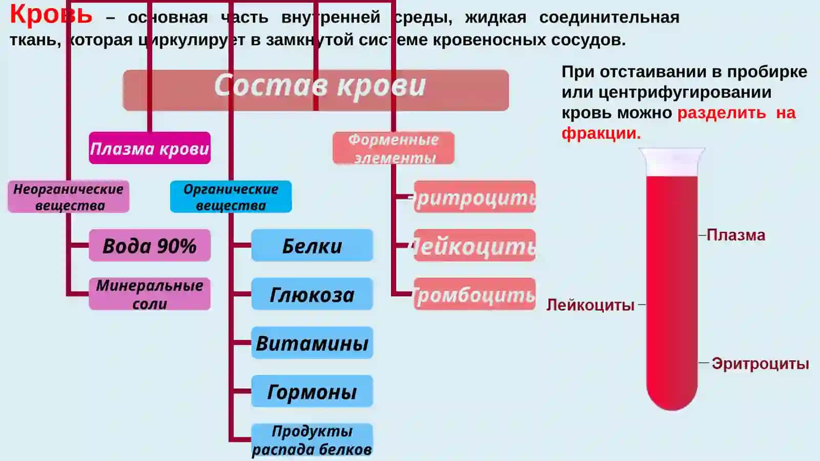 Система кровообращение 2