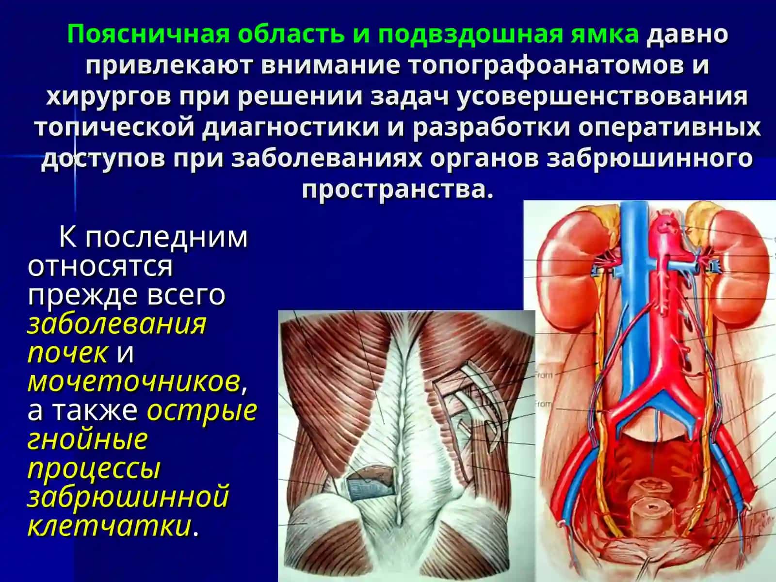 ХИРУРГИЧЕСКАЯ АНАТОМИЯ ПОЯСНИЧНОЙ ОБЛАСТИ И ПОДВЗДОШНОЙ ЯМКИ 2