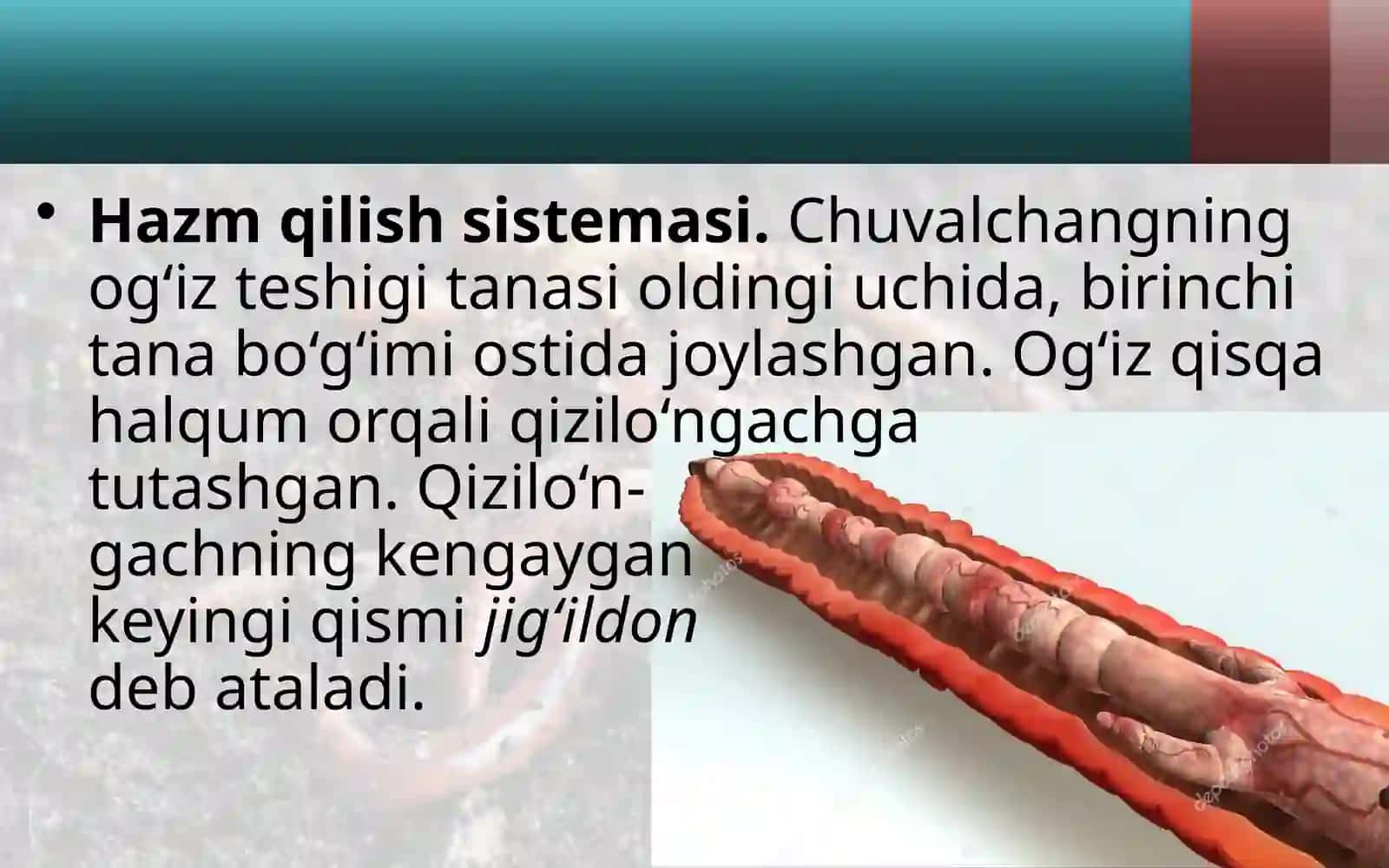 7-sinf Zoologiya fanidan Yomg'ir chuvalchangining ichki tuzilishi dars taqdimoti 2